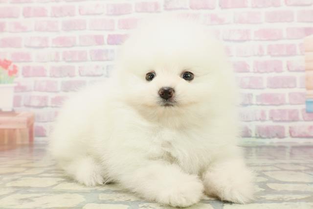 北海道のポメラニアン (Coo&RIKU札幌西店/2026年2月28日生まれ/男の子/ホワイト)の子犬の3枚目の画像