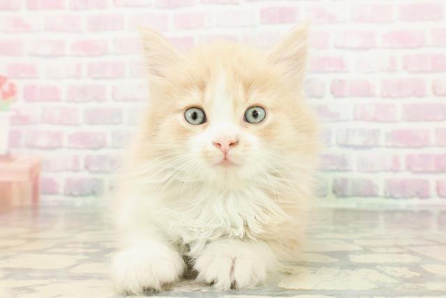 群馬県のサイベリアン (Coo&RIKU前橋店/2026年3月1日生まれ/男の子/クリームタビーホワイト)の子猫の1枚目の画像
