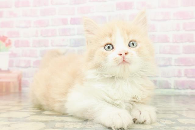 群馬県のサイベリアン (Coo&RIKU前橋店/2026年3月1日生まれ/男の子/クリームタビーホワイト)の子猫の3枚目の画像