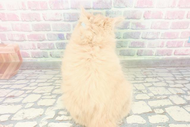 群馬県のサイベリアン (Coo&RIKU前橋店/2026年3月1日生まれ/男の子/クリームタビーホワイト)の子猫の4枚目の画像