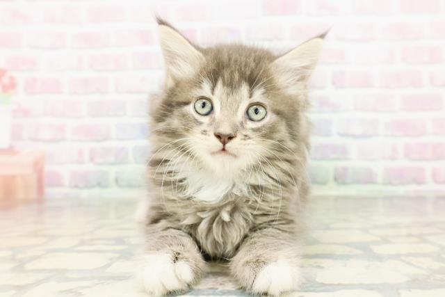 千葉県のサイベリアン (Coo&RIKU東船橋店/2026年3月1日生まれ/女の子/ブルータビーホワイト)の子猫の1枚目の画像