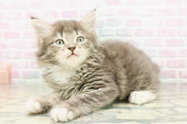 千葉県のサイベリアン (Coo&RIKU東船橋店/2026年3月1日生まれ/女の子/ブルータビーホワイト)の子猫の2枚目の画像