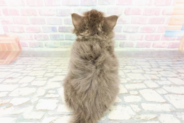 千葉県のサイベリアン (Coo&RIKU東船橋店/2026年3月1日生まれ/女の子/ブルータビーホワイト)の子猫の4枚目の画像