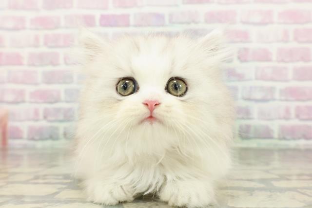 北海道のミヌエット (Coo&RIKU岩見沢店/2026年2月17日生まれ/女の子/チンチラシルバー)の子猫の1枚目の画像