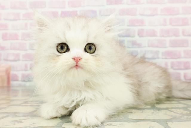 北海道のミヌエット (Coo&RIKU岩見沢店/2026年2月17日生まれ/女の子/チンチラシルバー)の子猫の2枚目の画像