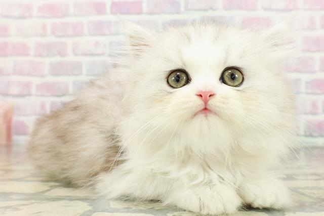 北海道のミヌエット (Coo&RIKU岩見沢店/2026年2月17日生まれ/女の子/チンチラシルバー)の子猫の3枚目の画像