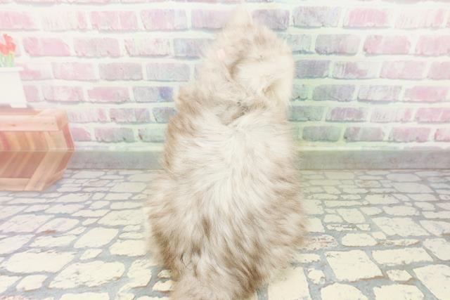 北海道のミヌエット (Coo&RIKU岩見沢店/2026年2月17日生まれ/女の子/チンチラシルバー)の子猫の4枚目の画像