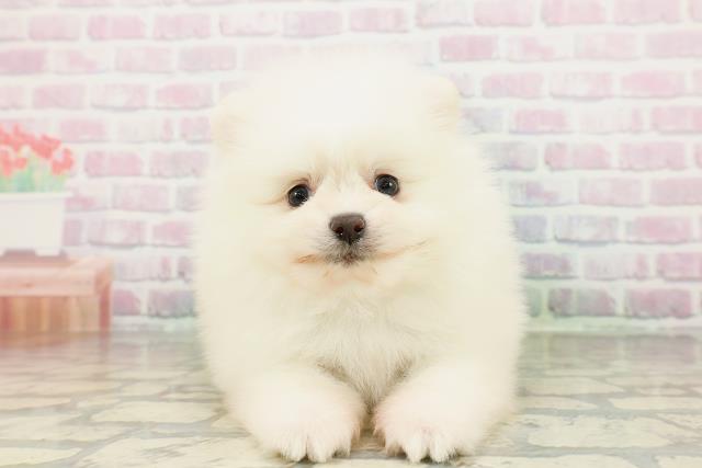 北海道のポメラニアン (Coo&RIKU札幌東店/2026年3月2日生まれ/男の子/クリーム)の子犬の1枚目の画像