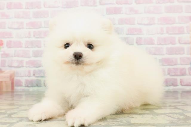 北海道のポメラニアン (Coo&RIKU札幌東店/2026年3月2日生まれ/男の子/クリーム)の子犬の2枚目の画像