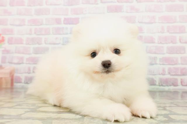 北海道のポメラニアン (Coo&RIKU札幌東店/2026年3月2日生まれ/男の子/クリーム)の子犬の3枚目の画像