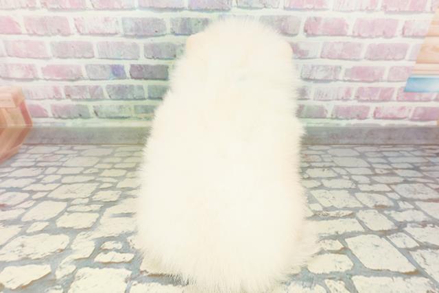 北海道のポメラニアン (Coo&RIKU札幌東店/2026年3月2日生まれ/男の子/クリーム)の子犬の4枚目の画像