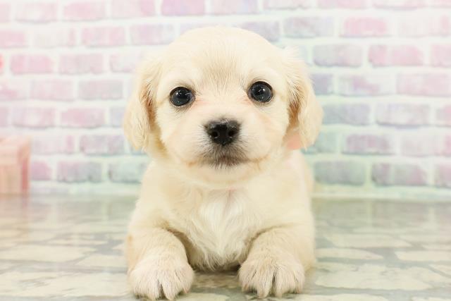 埼玉県のチワックス(チワワ×ダックス) (Coo&RIKU岩槻店/2026年3月2日生まれ/女の子/イエロー)の子犬の1枚目の画像