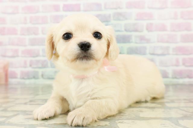 埼玉県のチワックス(チワワ×ダックス) (Coo&RIKU岩槻店/2026年3月2日生まれ/女の子/イエロー)の子犬の2枚目の画像