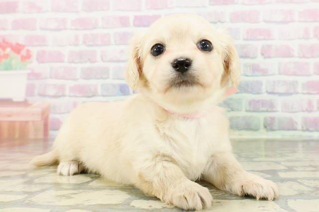 埼玉県のチワックス(チワワ×ダックス) (Coo&RIKU岩槻店/2026年3月2日生まれ/女の子/イエロー)の子犬の3枚目の画像