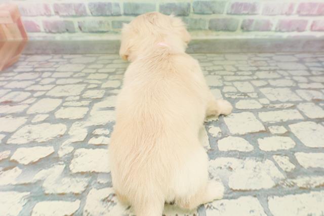 埼玉県のチワックス(チワワ×ダックス) (Coo&RIKU岩槻店/2026年3月2日生まれ/女の子/イエロー)の子犬の4枚目の画像