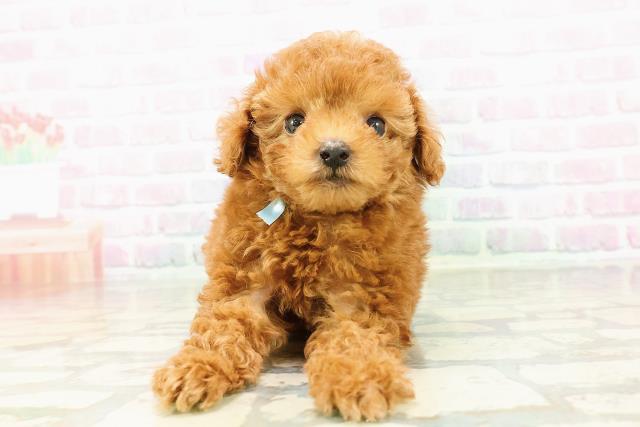 トイ・プードル