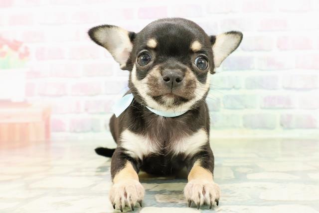 石川県のチワワ(スムース) (Coo&RIKUイオン野々市南店/2026年2月28日生まれ/男の子/ブラックタンホワイト)の子犬の1枚目の画像