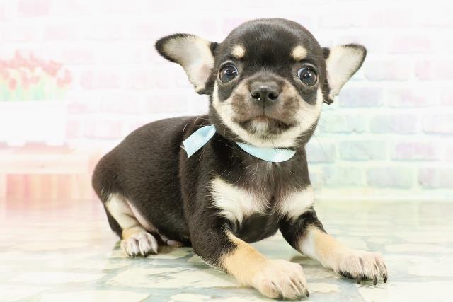 石川県のチワワ(スムース) (Coo&RIKUイオン野々市南店/2026年2月28日生まれ/男の子/ブラックタンホワイト)の子犬の3枚目の画像