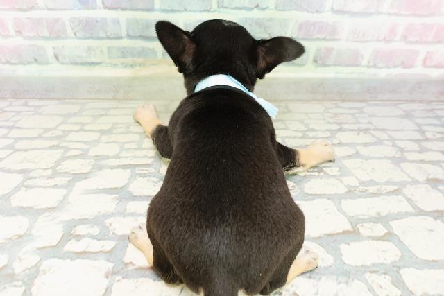 石川県のチワワ(スムース) (Coo&RIKUイオン野々市南店/2026年2月28日生まれ/男の子/ブラックタンホワイト)の子犬の4枚目の画像