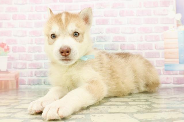 神奈川県のシベリアンハスキー (Coo&RIKU江の島店/2026年3月2日生まれ/男の子/チョコレートホワイト)の子犬の2枚目の画像
