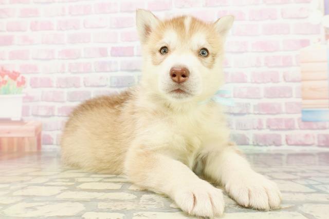 神奈川県のシベリアンハスキー (Coo&RIKU江の島店/2026年3月2日生まれ/男の子/チョコレートホワイト)の子犬の3枚目の画像
