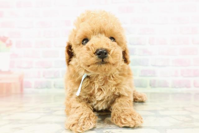 トイ・プードル