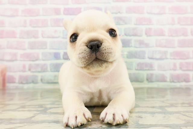 フレンチブルドッグ