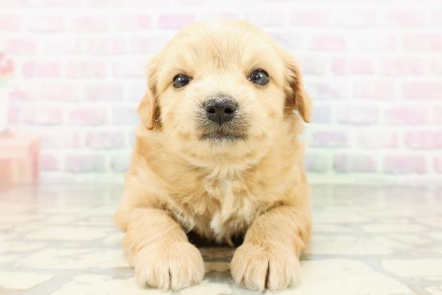 北海道のチワプー/プーチー(チワワ×プードル) (Coo&RIKU室蘭店/2026年3月3日生まれ/男の子/アプリコット)の子犬の1枚目の画像