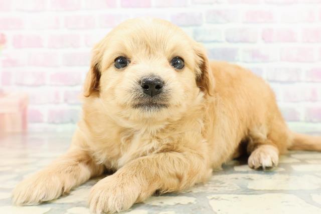 北海道のチワプー/プーチー(チワワ×プードル) (Coo&RIKU室蘭店/2026年3月3日生まれ/男の子/アプリコット)の子犬の2枚目の画像