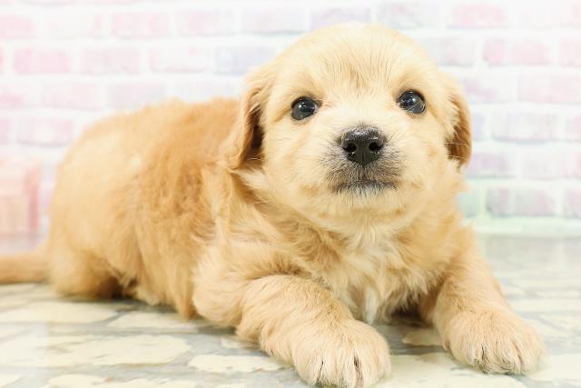 北海道のチワプー/プーチー(チワワ×プードル) (Coo&RIKU室蘭店/2026年3月3日生まれ/男の子/アプリコット)の子犬の3枚目の画像