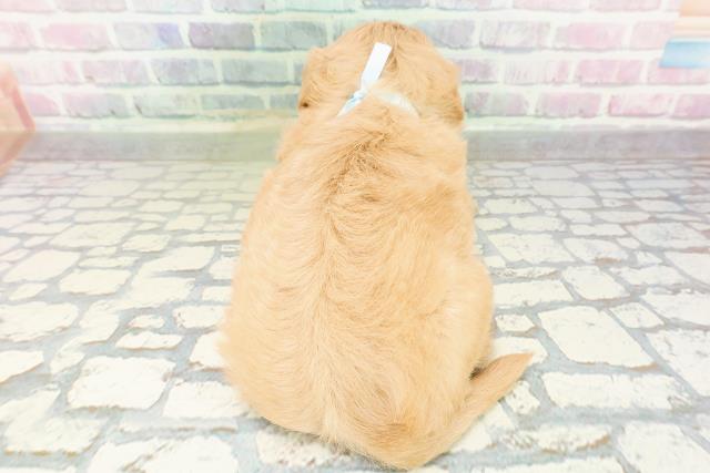 北海道のチワプー/プーチー(チワワ×プードル) (Coo&RIKU室蘭店/2026年3月3日生まれ/男の子/アプリコット)の子犬の4枚目の画像