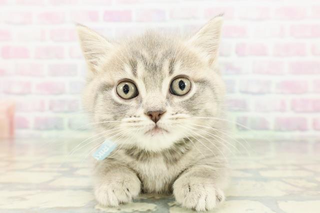 北海道のマンチカン (Coo&RIKU岩見沢店/2026年2月27日生まれ/男の子/ブルータビー)の子猫の1枚目の画像