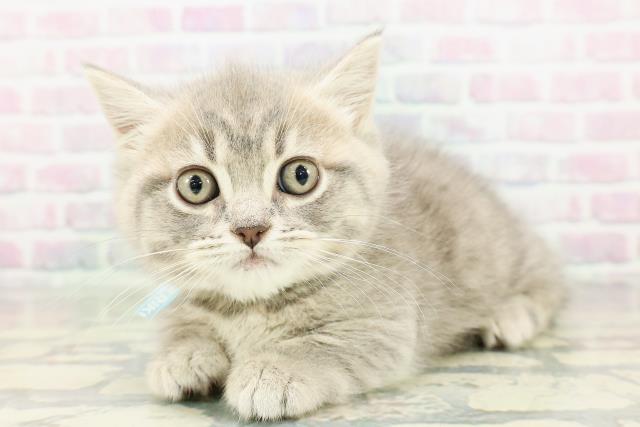 北海道のマンチカン (Coo&RIKU岩見沢店/2026年2月27日生まれ/男の子/ブルータビー)の子猫の2枚目の画像