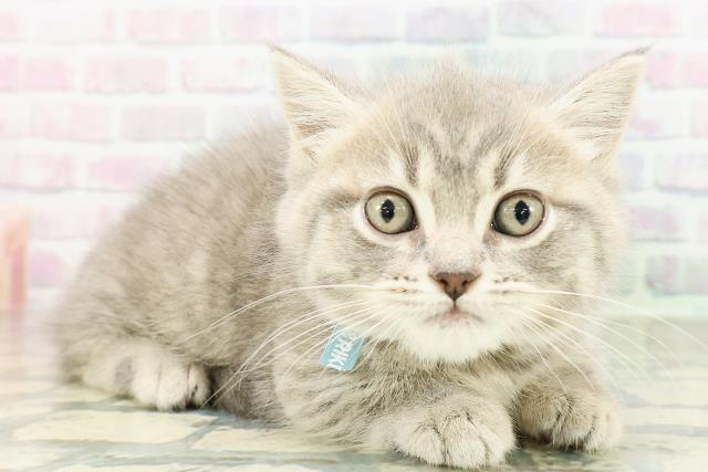 北海道のマンチカン (Coo&RIKU岩見沢店/2026年2月27日生まれ/男の子/ブルータビー)の子猫の3枚目の画像