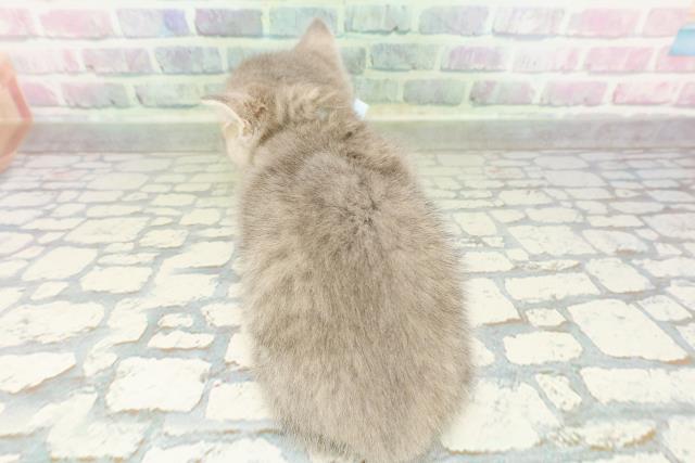 北海道のマンチカン (Coo&RIKU岩見沢店/2026年2月27日生まれ/男の子/ブルータビー)の子猫の4枚目の画像