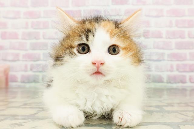 宮城県のノルウェージャンフォレストキャット (Coo&RIKU石巻店/2026年3月2日生まれ/女の子/キャリコ)の子猫