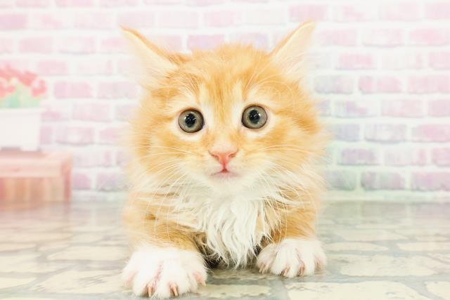 神奈川県のノルウェージャンフォレストキャット (Coo&RIKU横浜青葉店/2026年3月2日生まれ/男の子/レッドタビーホワイト)の子猫の1枚目の画像