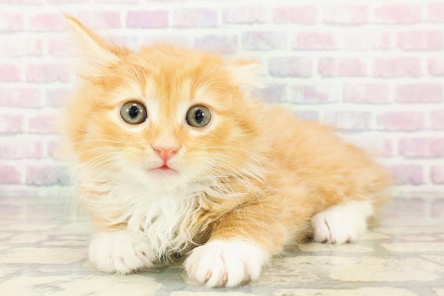 神奈川県のノルウェージャンフォレストキャット (Coo&RIKU横浜青葉店/2026年3月2日生まれ/男の子/レッドタビーホワイト)の子猫の2枚目の画像