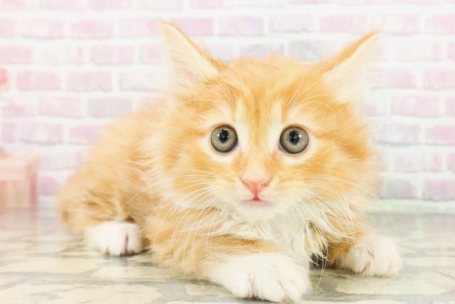 神奈川県のノルウェージャンフォレストキャット (Coo&RIKU横浜青葉店/2026年3月2日生まれ/男の子/レッドタビーホワイト)の子猫の3枚目の画像