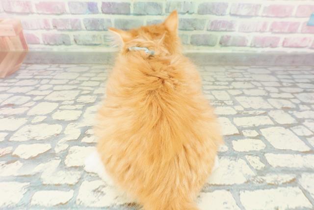 神奈川県のノルウェージャンフォレストキャット (Coo&RIKU横浜青葉店/2026年3月2日生まれ/男の子/レッドタビーホワイト)の子猫の4枚目の画像