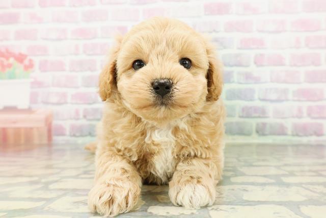 北海道のマルプー(マルチーズ×プードル) (Coo&RIKU札幌東店/2026年3月3日生まれ/男の子/アプリコット)の子犬の1枚目の画像