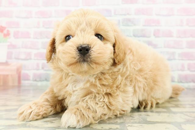 北海道のマルプー(マルチーズ×プードル) (Coo&RIKU札幌東店/2026年3月3日生まれ/男の子/アプリコット)の子犬の2枚目の画像