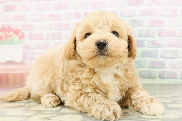 北海道のマルプー(マルチーズ×プードル) (Coo&RIKU札幌東店/2026年3月3日生まれ/男の子/アプリコット)の子犬の3枚目の画像