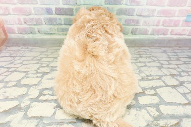 北海道のマルプー(マルチーズ×プードル) (Coo&RIKU札幌東店/2026年3月3日生まれ/男の子/アプリコット)の子犬の4枚目の画像