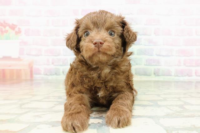 群馬県のチワプー/プーチー(チワワ×プードル) (Coo&RIKU前橋店/2026年3月1日生まれ/男の子/ブラウン)の子犬の1枚目の画像