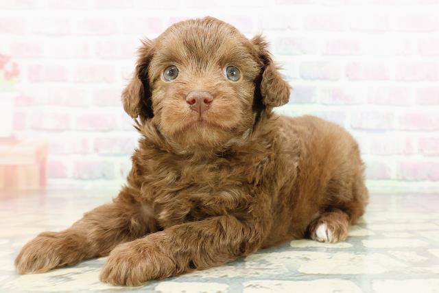 群馬県のチワプー/プーチー(チワワ×プードル) (Coo&RIKU前橋店/2026年3月1日生まれ/男の子/ブラウン)の子犬の2枚目の画像