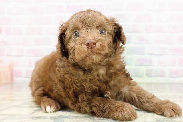 群馬県のチワプー/プーチー(チワワ×プードル) (Coo&RIKU前橋店/2026年3月1日生まれ/男の子/ブラウン)の子犬の3枚目の画像