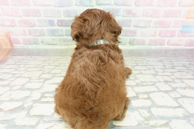 群馬県のチワプー/プーチー(チワワ×プードル) (Coo&RIKU前橋店/2026年3月1日生まれ/男の子/ブラウン)の子犬の4枚目の画像