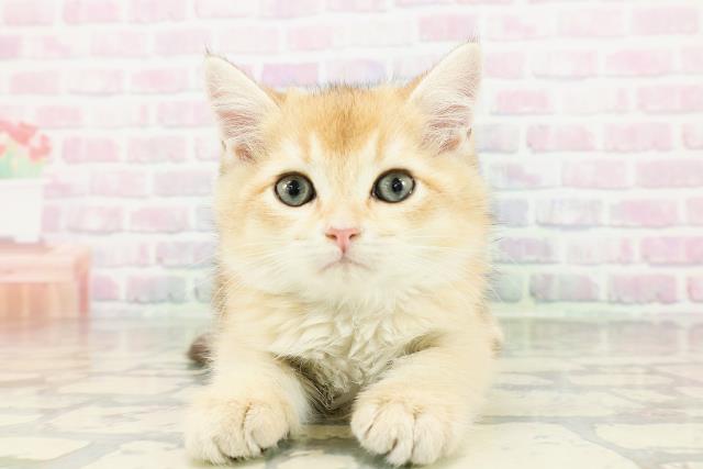 神奈川県のブリティッシュショートヘアー (Coo&RIKU横浜旭店/2026年2月26日生まれ/男の子/ブラックゴールデン)の子猫の1枚目の画像