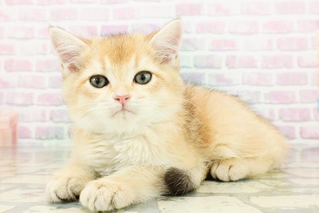 神奈川県のブリティッシュショートヘアー (Coo&RIKU横浜旭店/2026年2月26日生まれ/男の子/ブラックゴールデン)の子猫の2枚目の画像